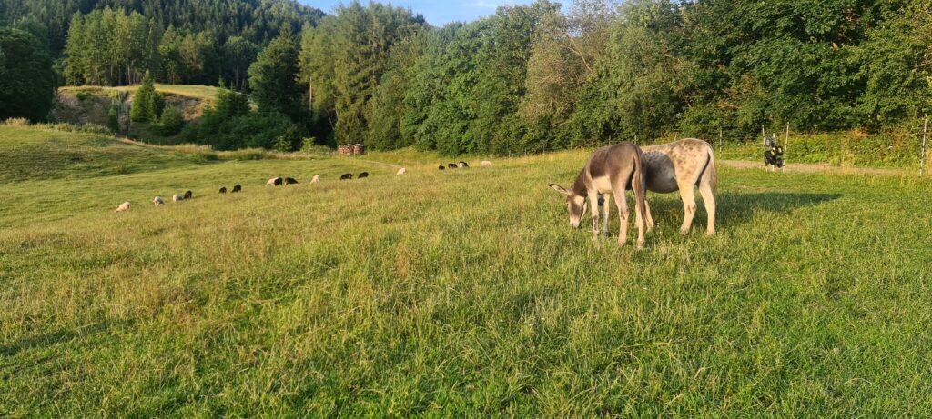 Esel in Schafherde