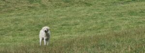 Herdenschutzhund