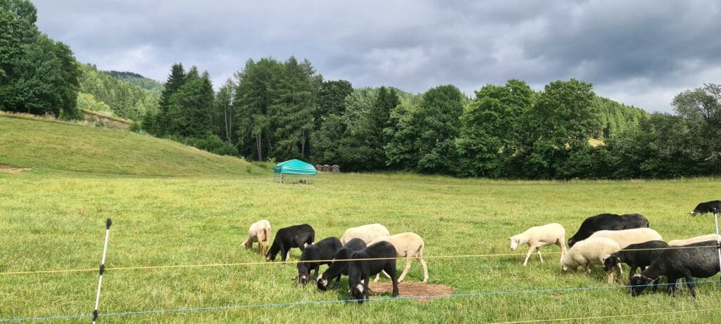 Schafherde mit Elektrozaun und Herdenschutzhunden