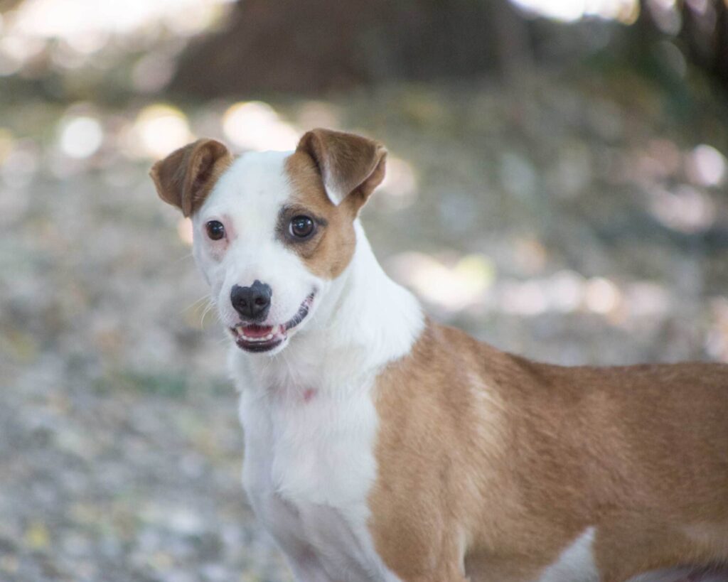 Patehündin Lilly: die lustige Hundedame