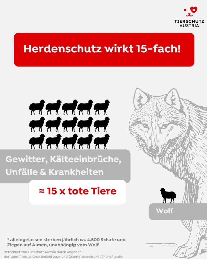 Auswirkungen Wolf auf Umwelt