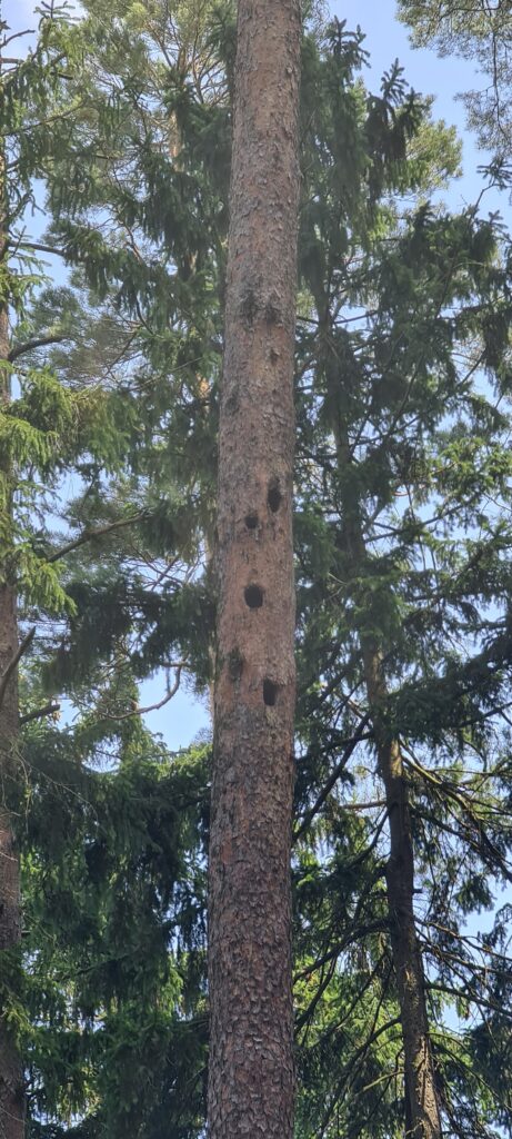 Bruthölen in einem Baum