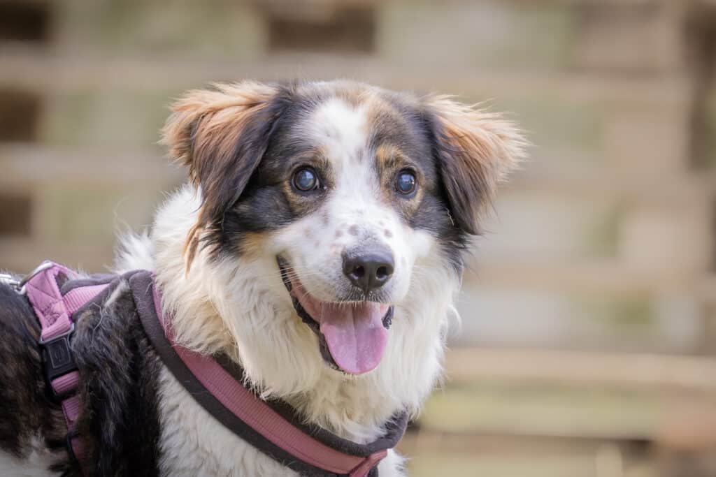 Blinder-Hund_Lari