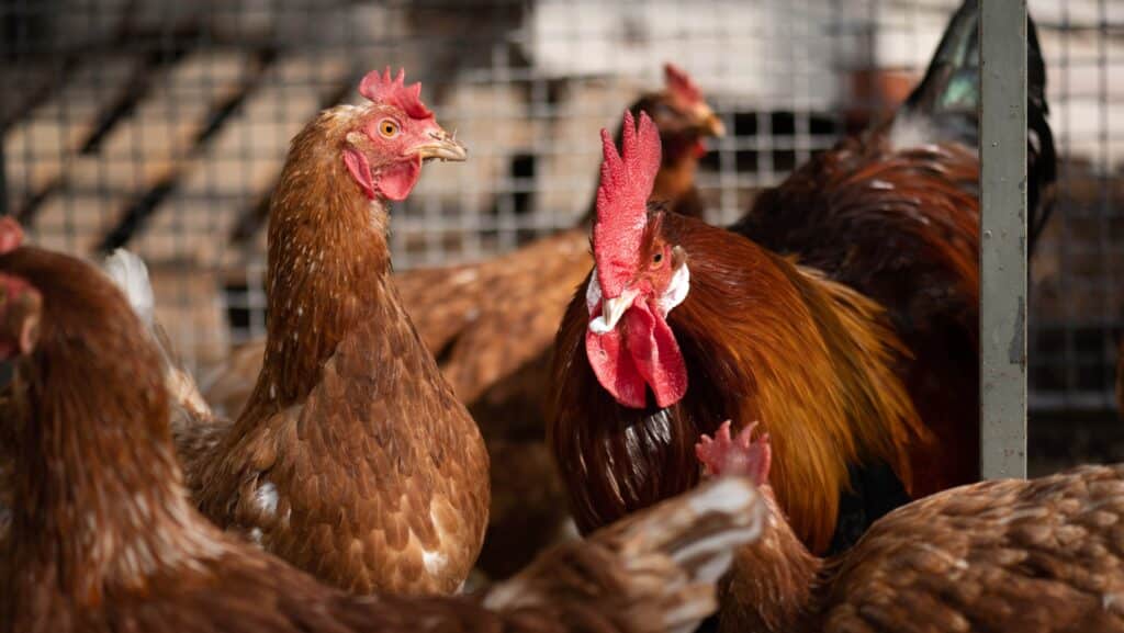 Footer_TSP-NL_Huhn_Hintergrundpapier-Eier