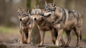 Footer_TSP-NL_wolf_Abschuss