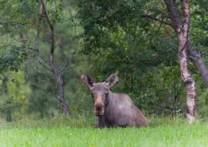Elch im Wald