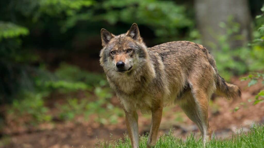 Footer_TSP-NL_Wolf_Boku_Studie