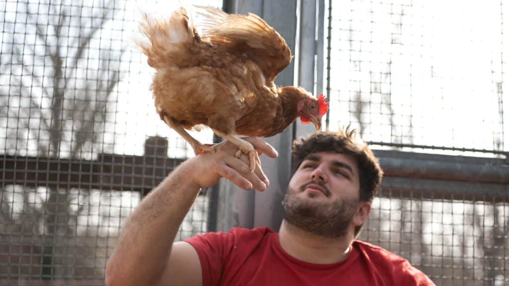 Footer_TSP-NL_Vogelgrippe