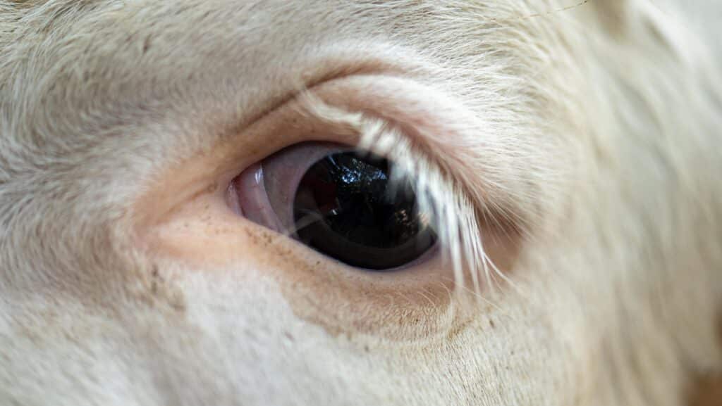 TSP-Blog_Titelbilder_Tiertransporte_Seetransporte_Rindertransporte