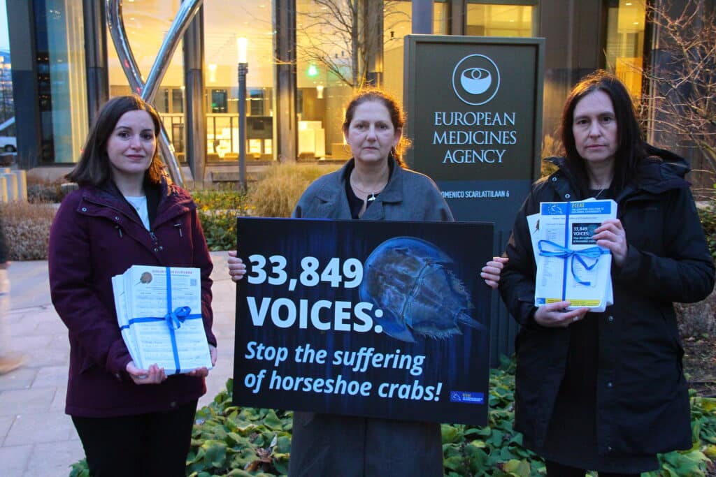 34.000 Unterschriften: Beendet das Leiden der Pfeilschwanzkrebse in Tierversuchen