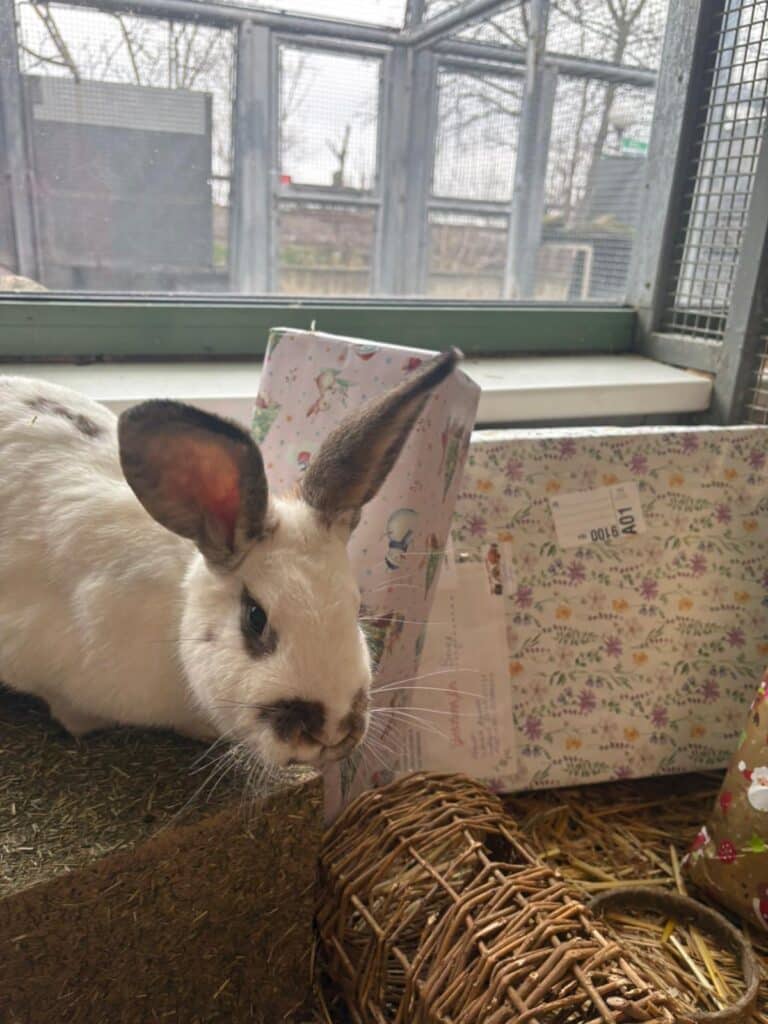 Kaninchen (1)