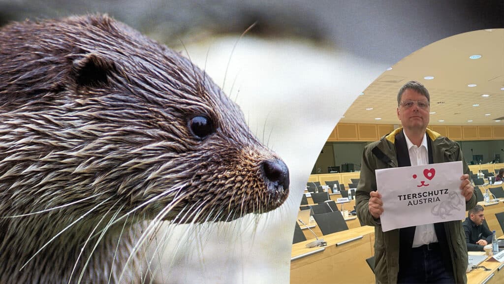 Friedrich Wulf bei Berner Konvention für Tierschutz Austria bzgl. Fischotterjagd in Kärnten