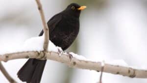 TSP-Blog_Titelbilder_Wintervögel_Vögel füttern