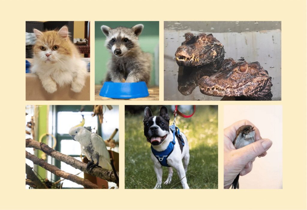 Collage Themenveranstaltung