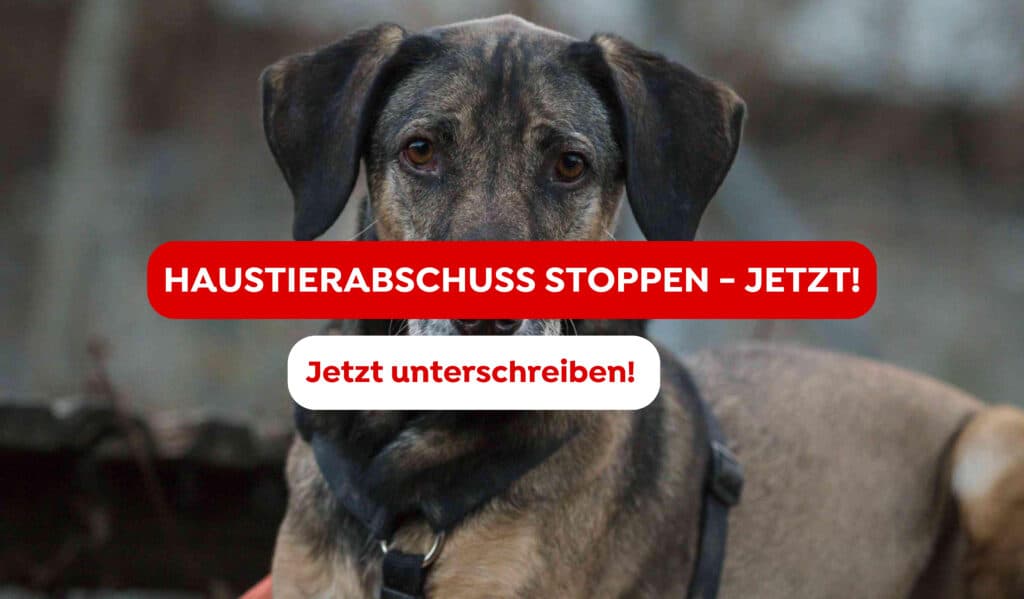 Petitionen Sujet Website Haustierabschuss stoppen jetzt