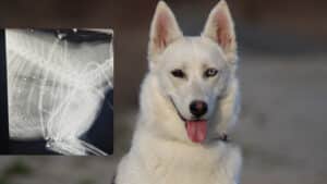 TSP-Blog_Titelbilder_Haustierabschüsse