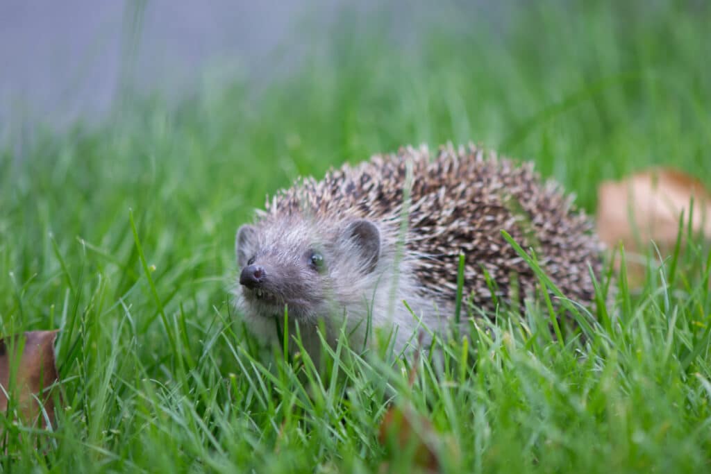 55219285529_b6cd4aa0dc_o