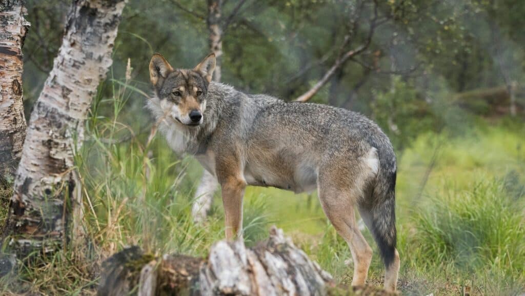 TSP-Blog_Titelbilder_Wolf-Leitlinie