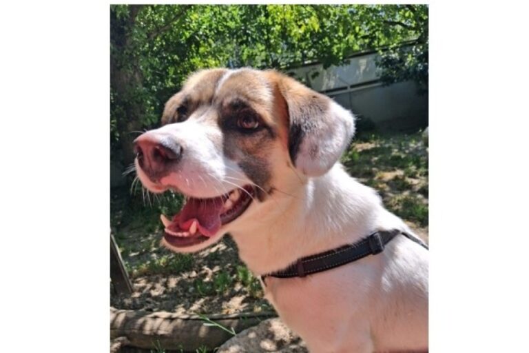 bidb_1786027967217.jpg