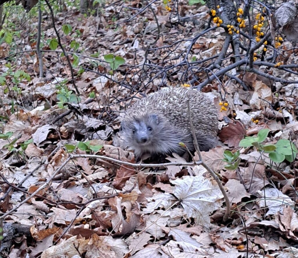 Igel im Herbst im Garten