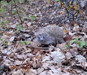 Igel im Herbst im Garten
